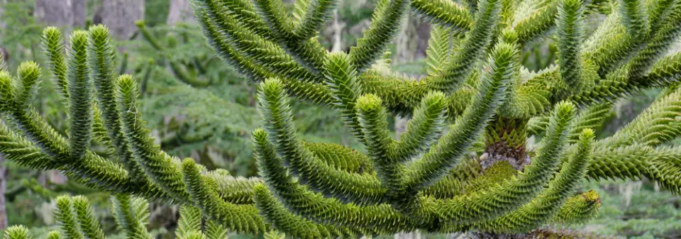 Opičí strom (araukárie): exotická dřevina s prehistorickou minulostí