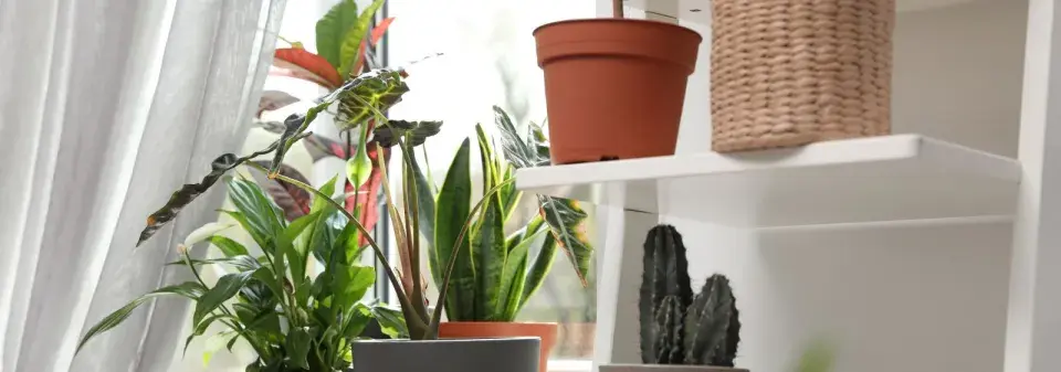 Přesazování v lednu 