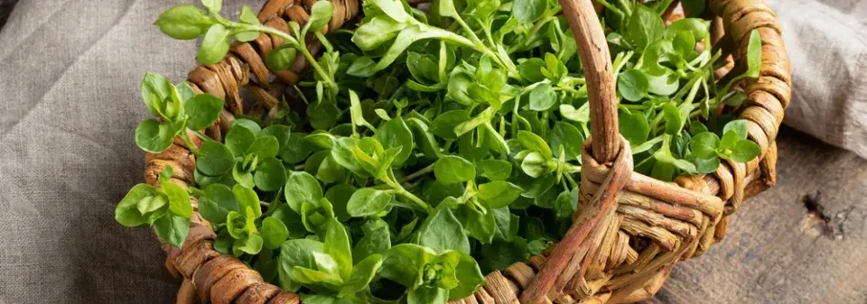 Ptačinec žabinec (Stellaria media) 