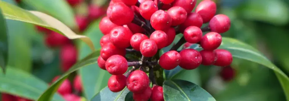 Skimmia
