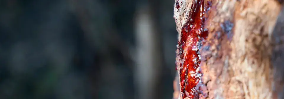 Prořezávání nebo řežba 