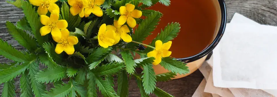 mochna husí (Potentilla anserina)