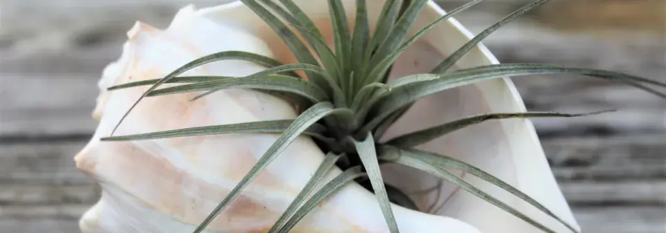 Broméliovité rostliny