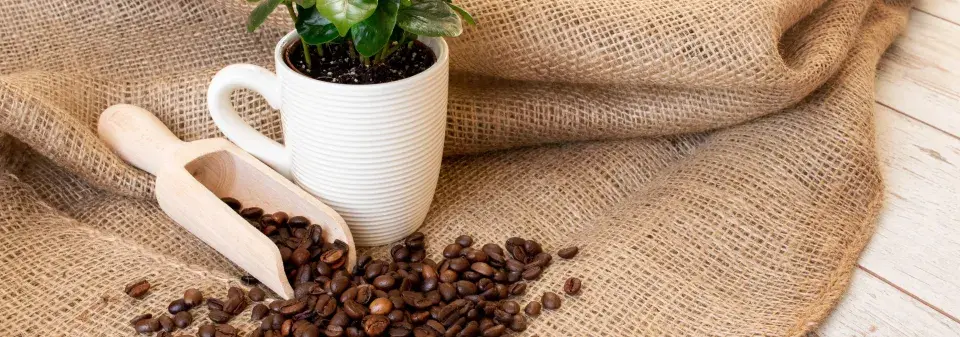 Vliv kávy na rostliny