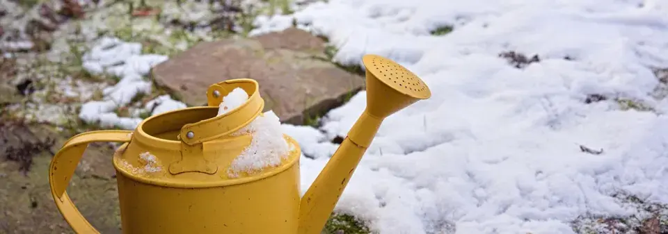 Zimní zavlažování rostlin pomůže k jejich přežití