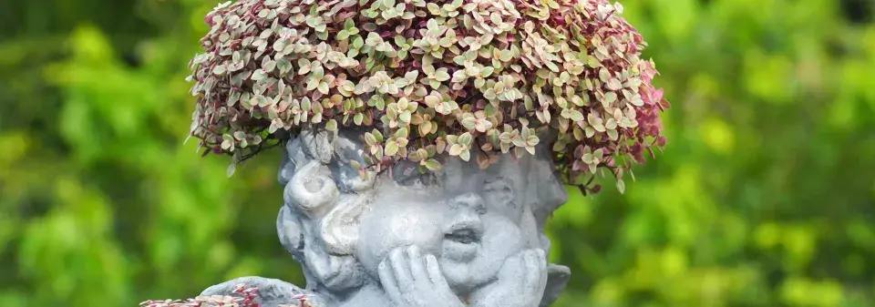 Kalísie plazivá (Callisia repens) 