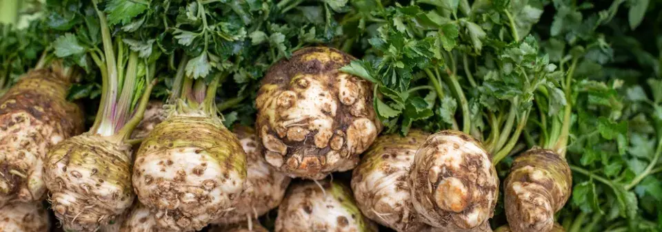 Leden je vhodný pro předpěstování celeru, bulvového i řapíkatého