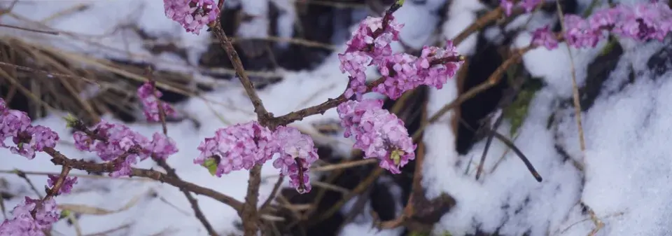 Lýkovce kvetou už na sněhu