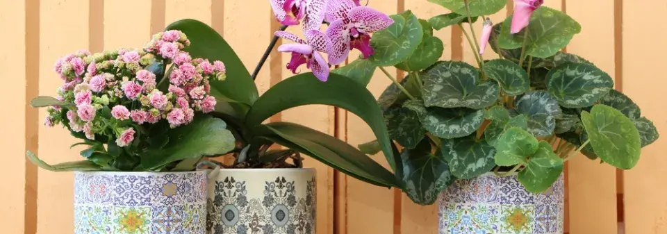 Pokojovky kvetoucí v lednu 