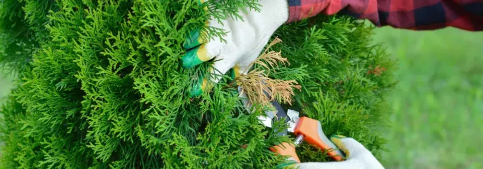 Prořez živého plotu