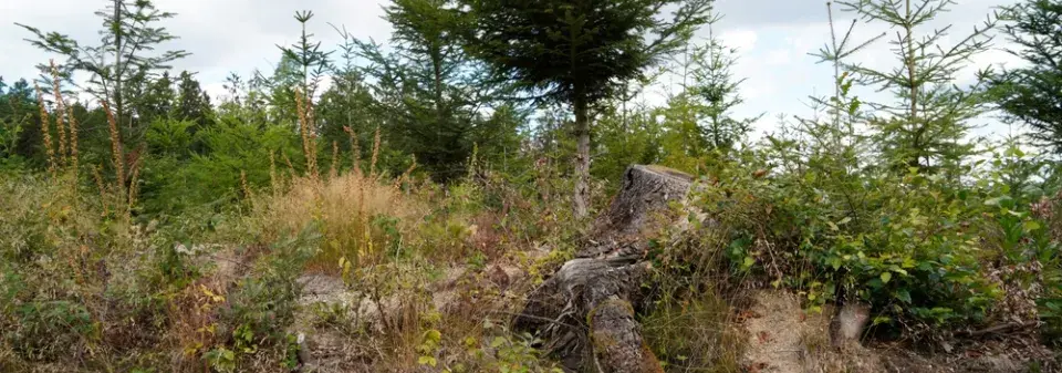 Kyselá půda neznamená konec pěstování. Naučte se své půdě rozumět a pracovat s ní