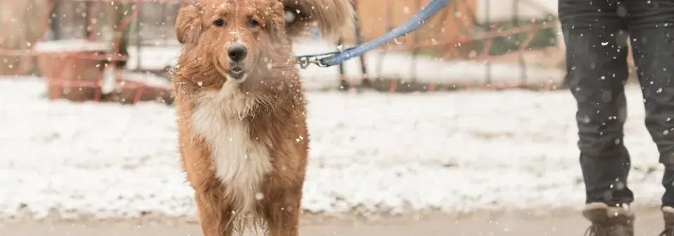 Venčení psa v zimě