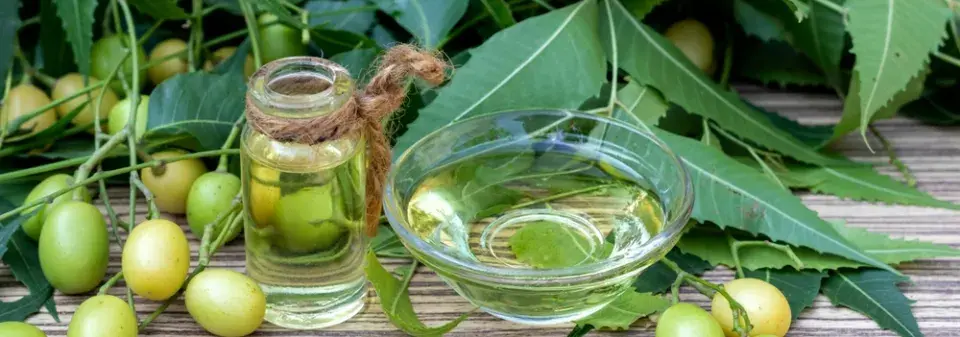 azadirachta indická (Azadirachta indica)