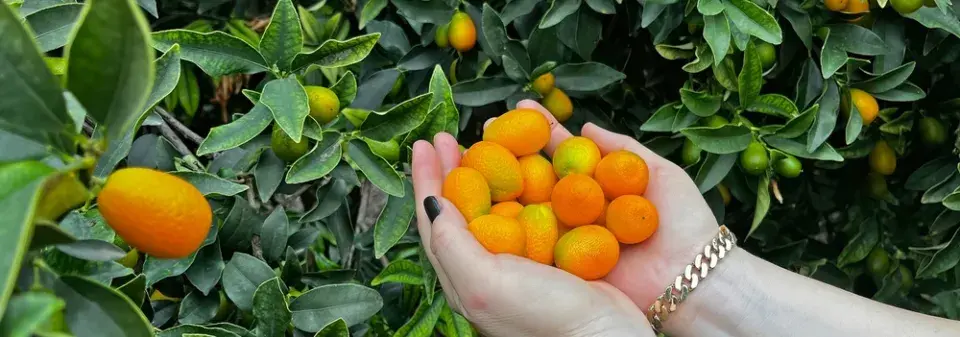 Exotické ovoce kumquat