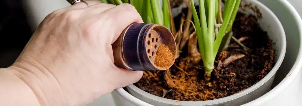 Vliv skořice na pokojové rostliny