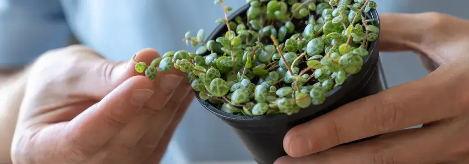 Pepřinec plazivý (Peperomia prostrata) 