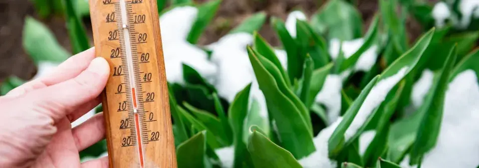 Magické účinky jarních květin