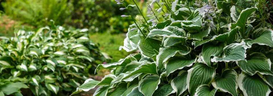 trvalky okrasné listy