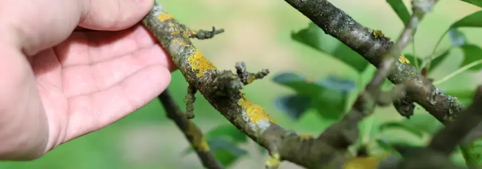 Ochrana ovocných stromů