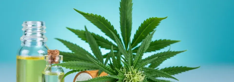 Pěstování konopí 