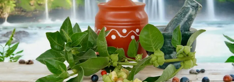 Ashwagandha je nenápadná rostlina s mimořádnou pověstí – lidé o ní mluví jako o přírodním klíči ke klidnějšímu spánku, lepší psychické pohodě a celkovému zklidnění organismu