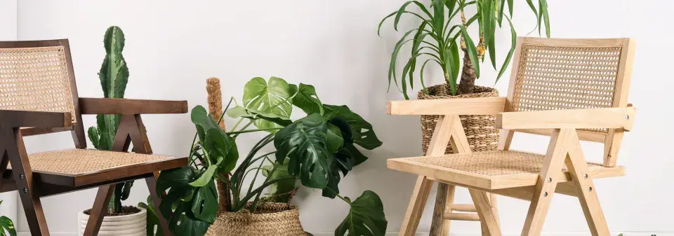 trendy v pokojových rostlinách