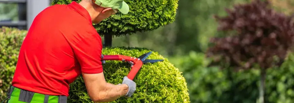 Dřeviny pro tvarování 