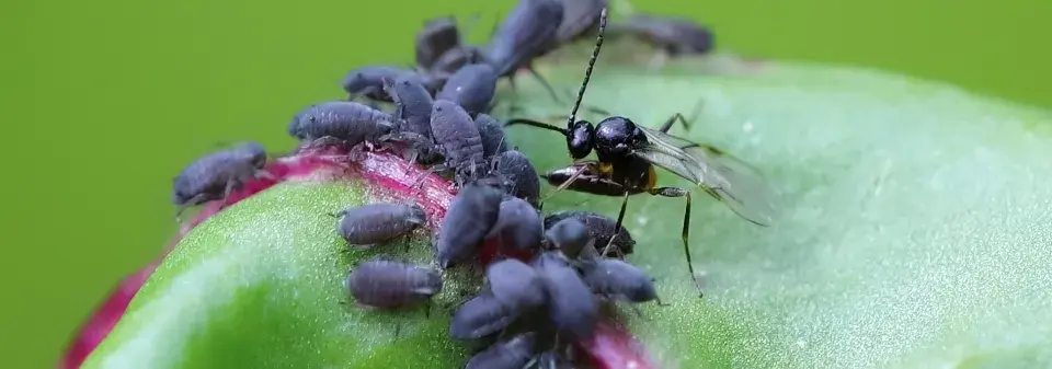 Parazitická vosička mšicomar 