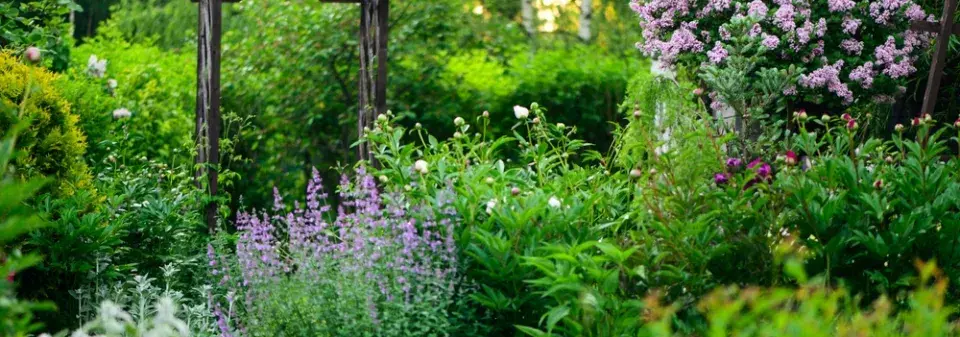 Čínské keře v Česku