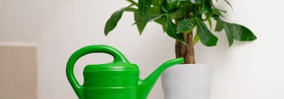 Pachira je spolehlivá, reprezentativní a dlouhověká pokojová rostlina