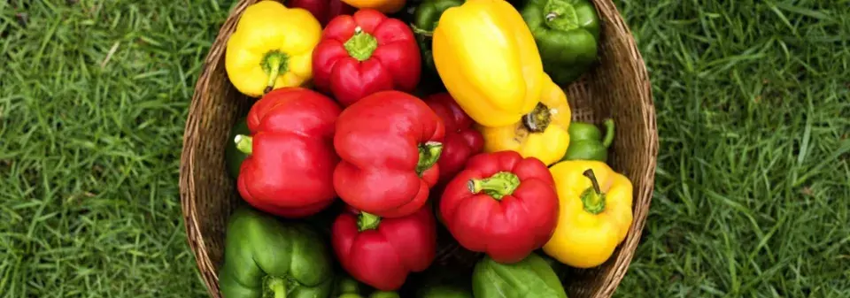 Leden je podle lunárního kalendáře výsevní špička pro papriky