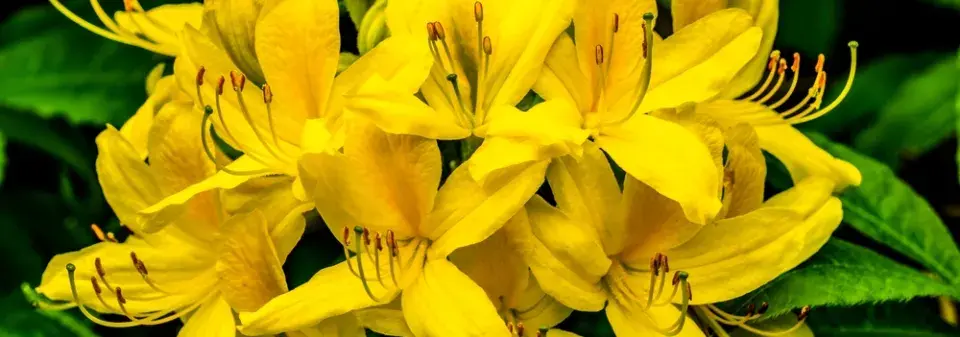 Žlutě kvetoucí zahrada imituje slunce a zvedá náladu