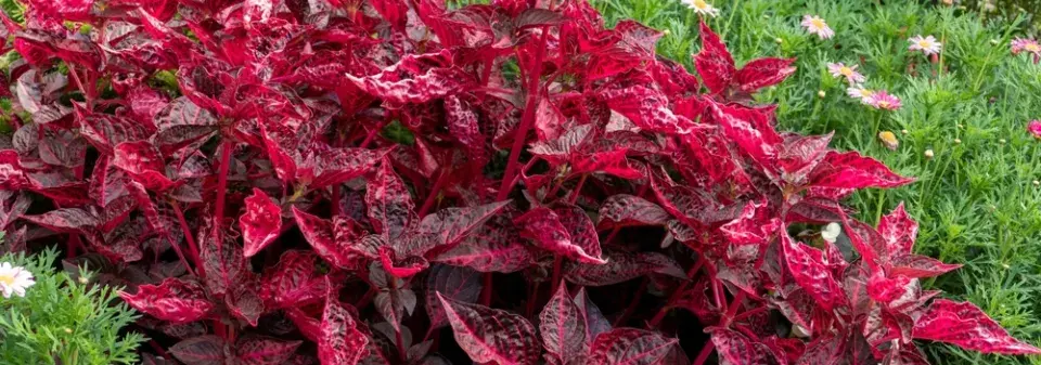 irezína (Iresine herbstii) 