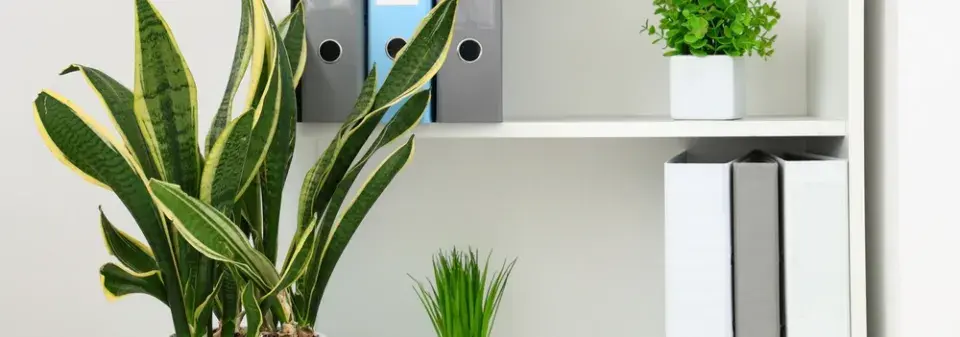 rostliny do kanceláře