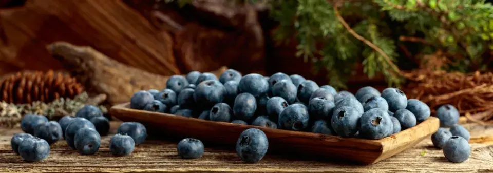 Co potřebují borůvky v únoru? Péči, kterou byste ani nečekali