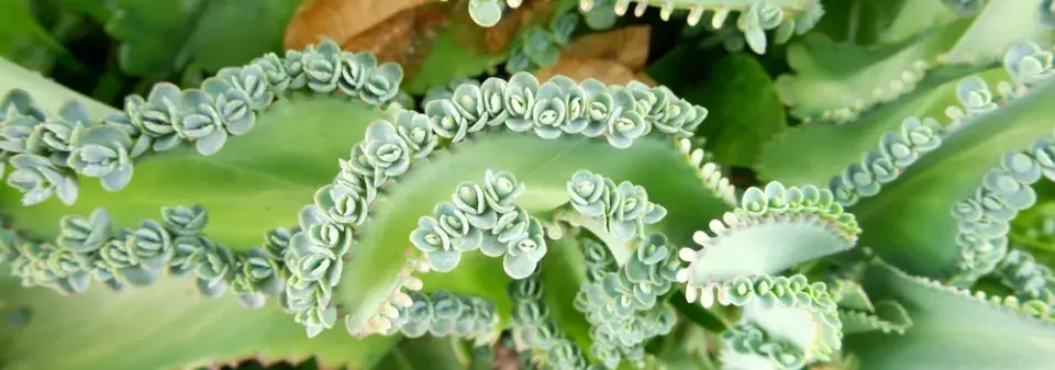 kalanchoe