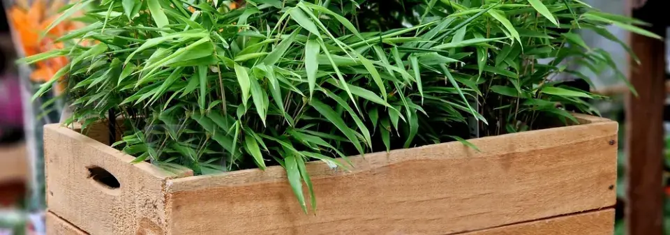 Pokojový bambus (Pogonatherum paniceum) 