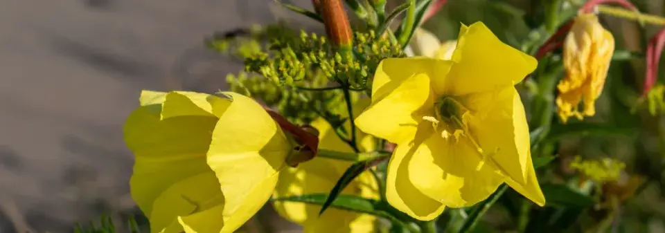 pupalka dvouletá (Oenothera biennis) 