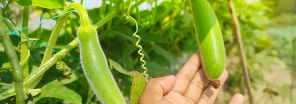 Kalabasa čili indická okurka jako univerzální zelenina