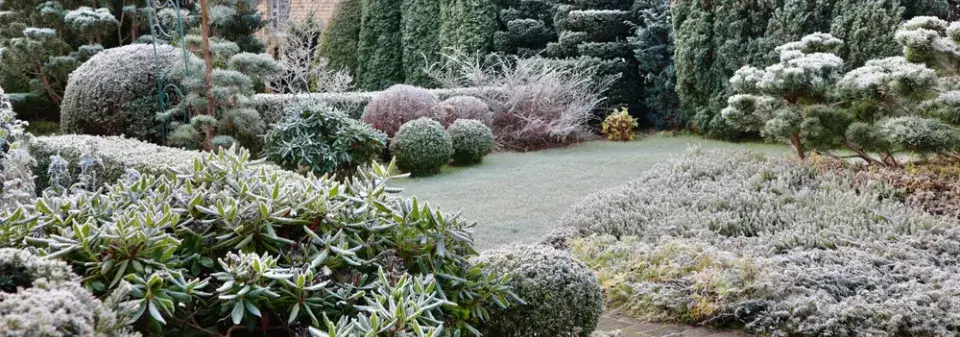 Stálezelená zima nikdy neomrzí