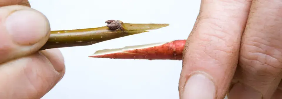 Řez roubů pro jarní roubování je malá škola trpělivosti a přesnosti