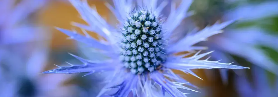 Netradiční trvalky