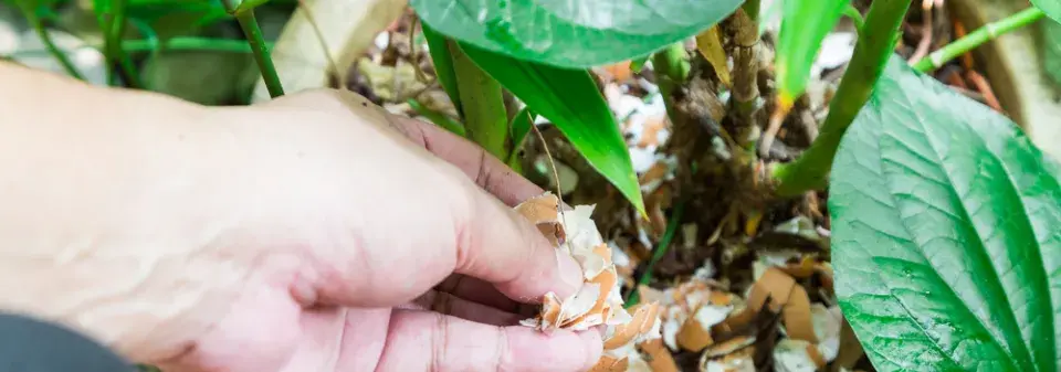 Skořápky na pokojové rostliny