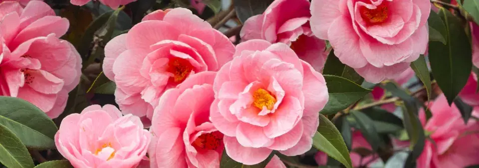 Kamélie japonská (Camellia japonica) 