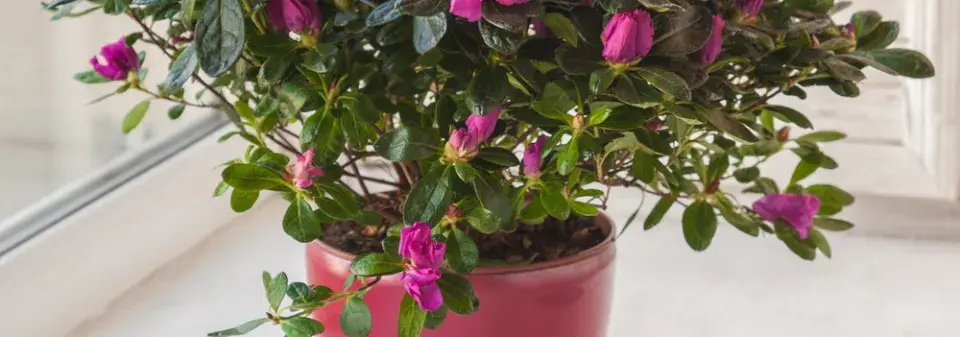 Pokojová azalka