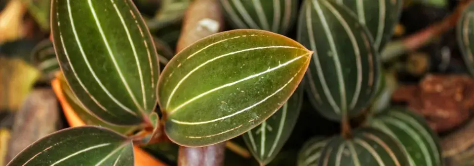 Ludisie (Ludisia discolor)