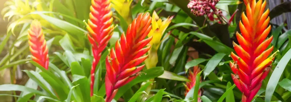 vrísea nebo i vrízea (Vriesea) 