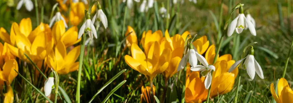 První jarní květy