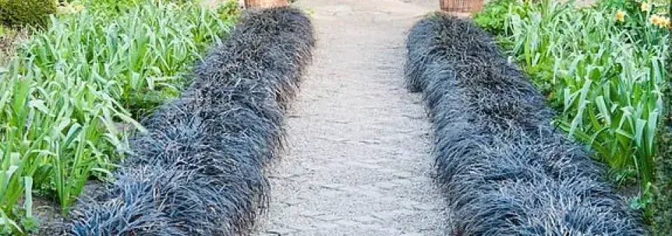 Černá okrasná tráva