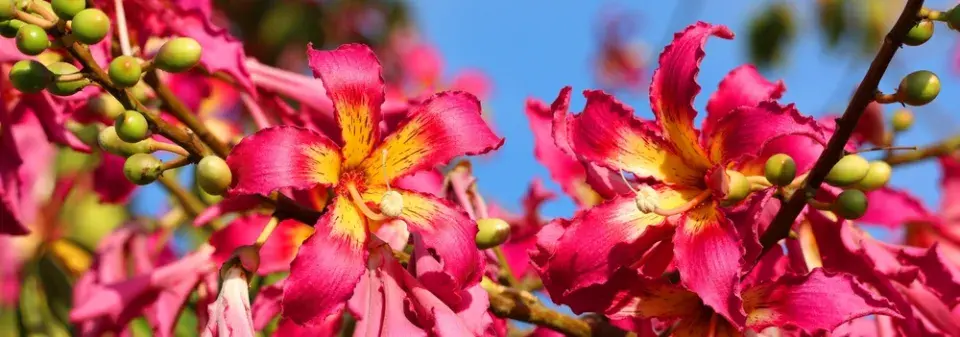 nejkrásnější stromy světa